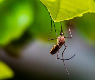 brown and black insect