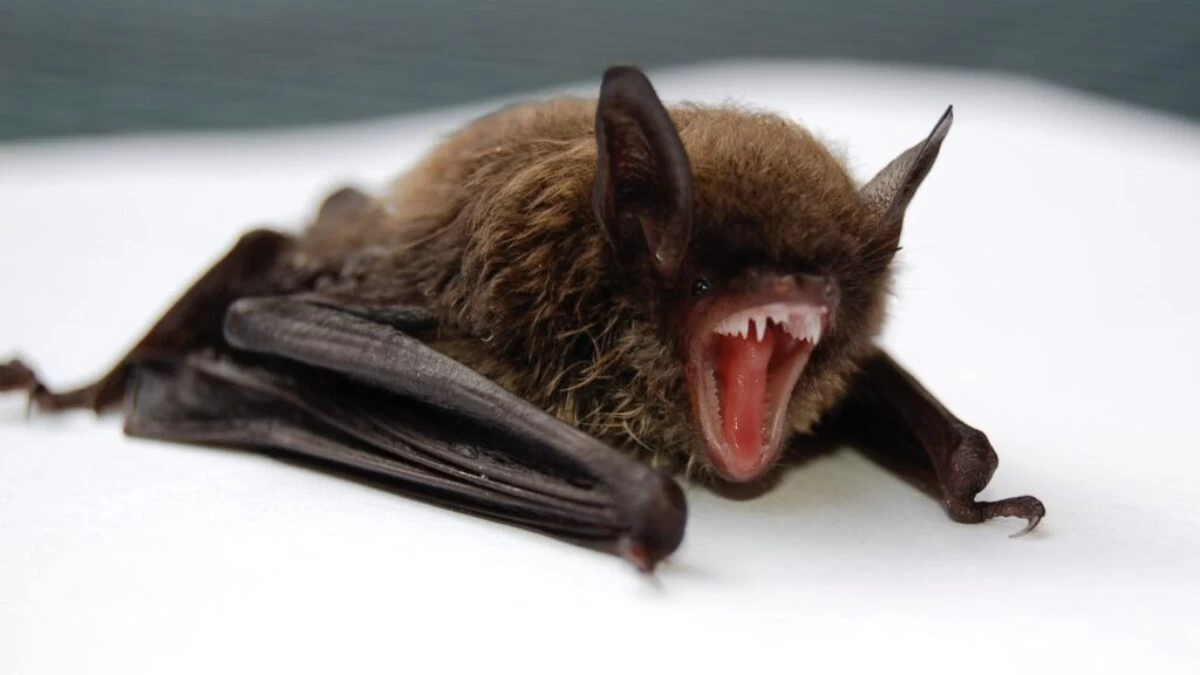 brown and black bat opening mouth