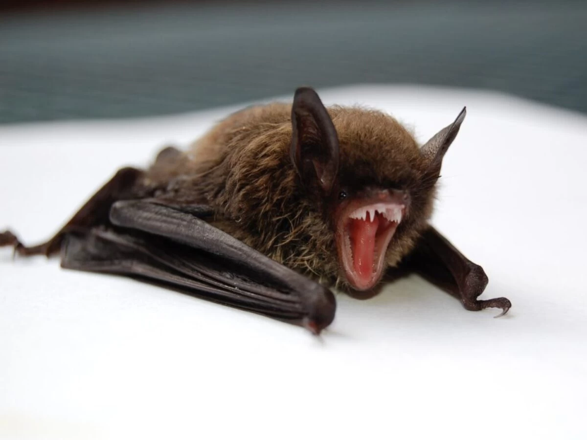 brown and black bat opening mouth