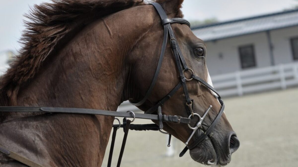selective focus of brown horse