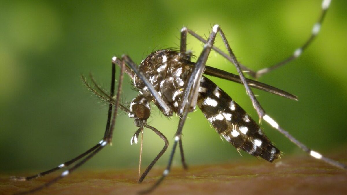 Black White Mosquito