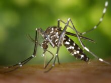Black White Mosquito