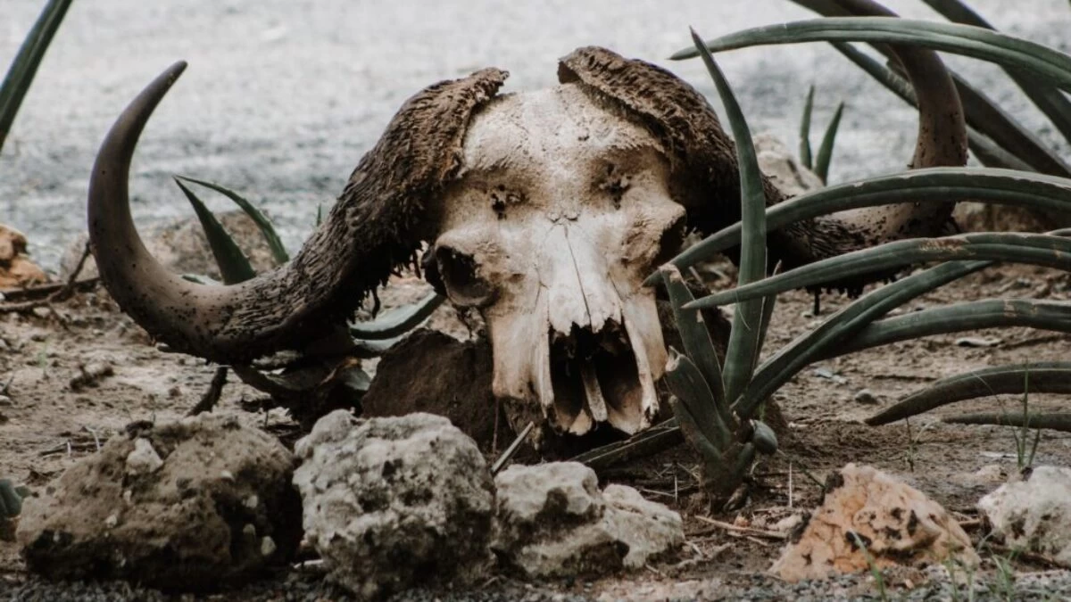 brown animal skull on gray sand during daytime