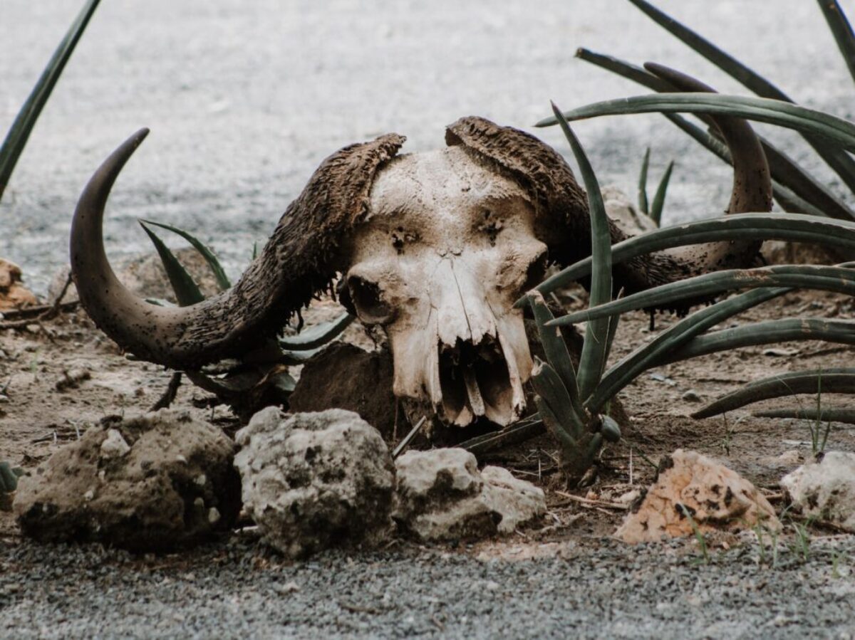 brown animal skull on gray sand during daytime