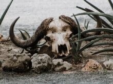 brown animal skull on gray sand during daytime