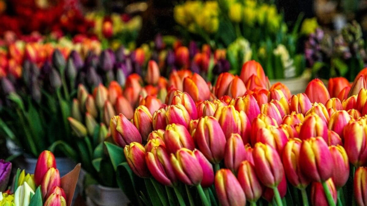 closeup photo of multicolored petaled flowers