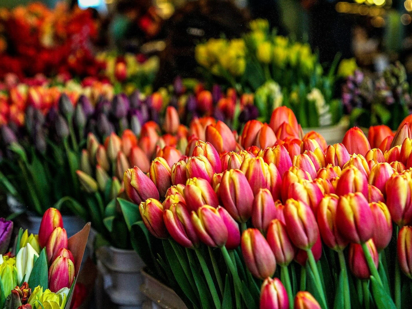 closeup photo of multicolored petaled flowers