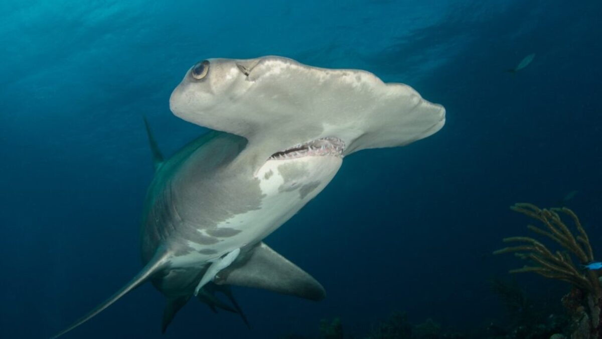 Hammerhead Shark Swimming Near Corals