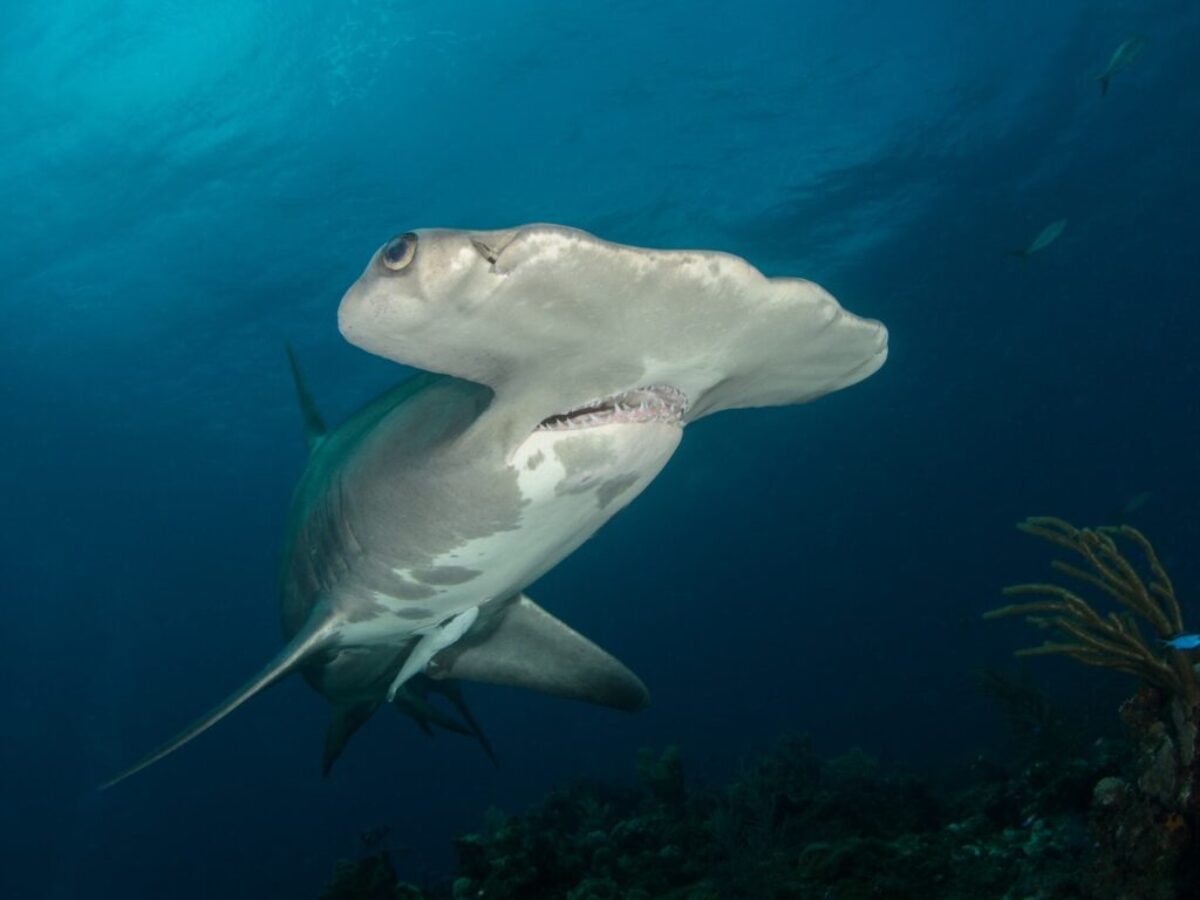 Hammerhead Shark Swimming Near Corals