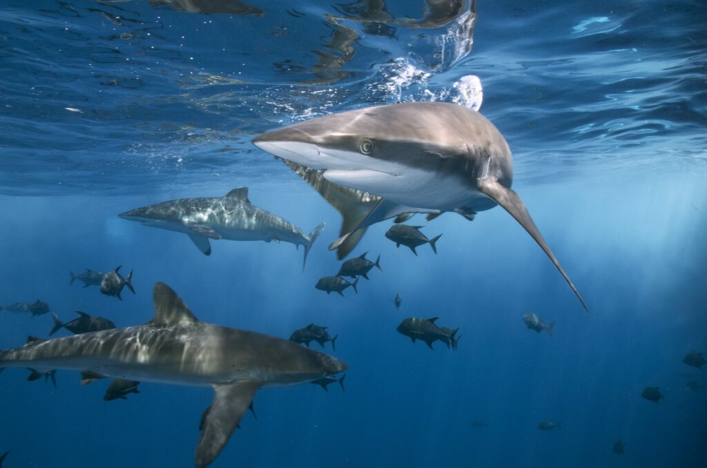 Dangerous sharks swimming in clean water of ocean