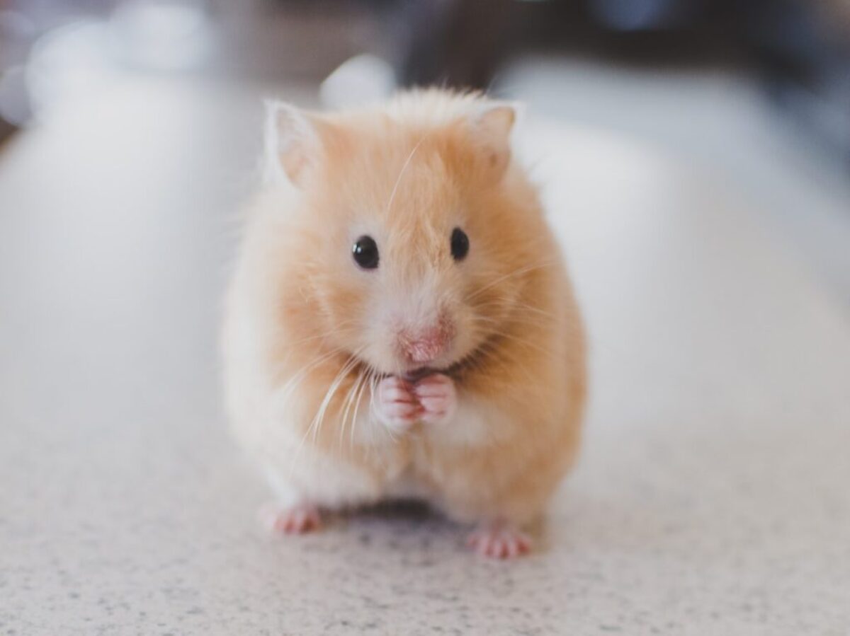 selective focus photography of brown hamster