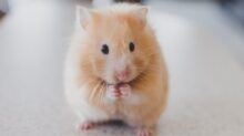 selective focus photography of brown hamster