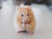 selective focus photography of brown hamster