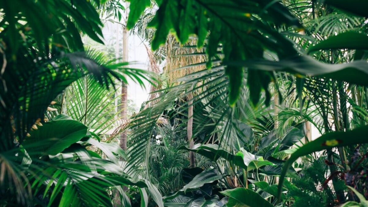 area covered with green leafed plants