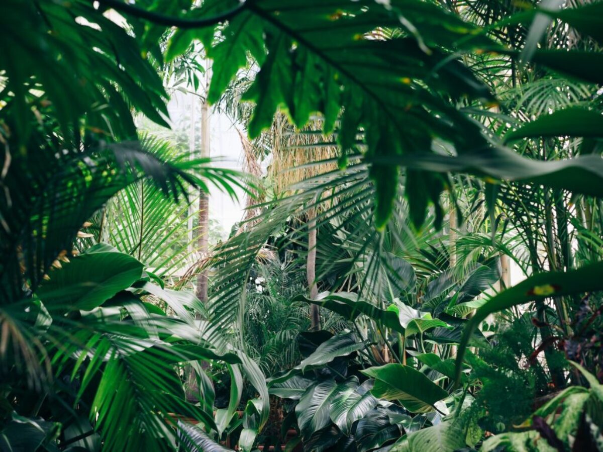 area covered with green leafed plants