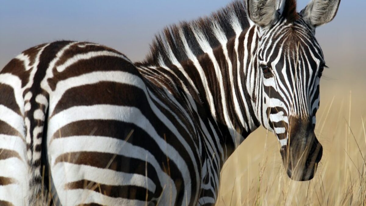 zebra standing on wheat field