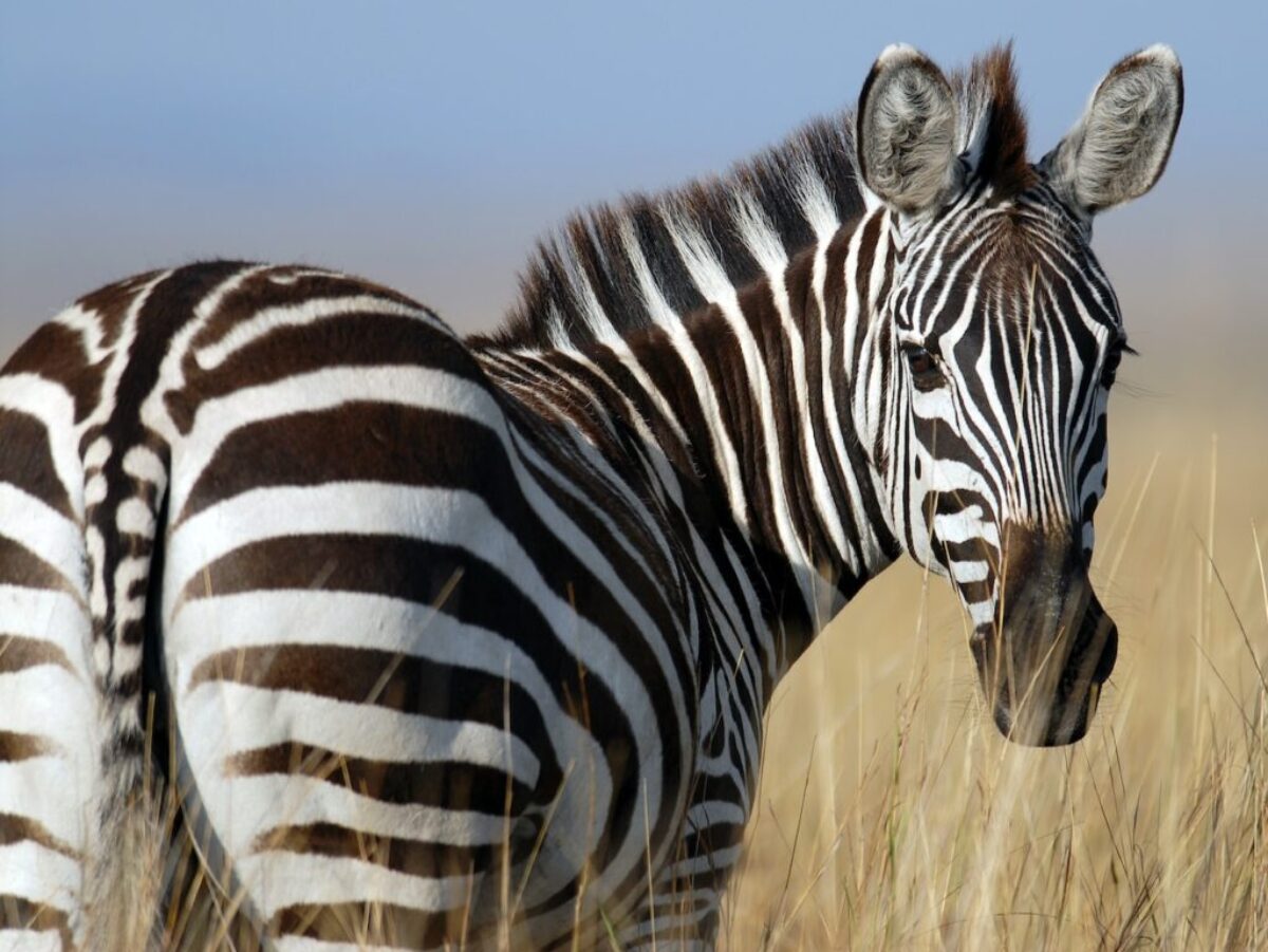 zebra standing on wheat field