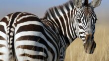 zebra standing on wheat field