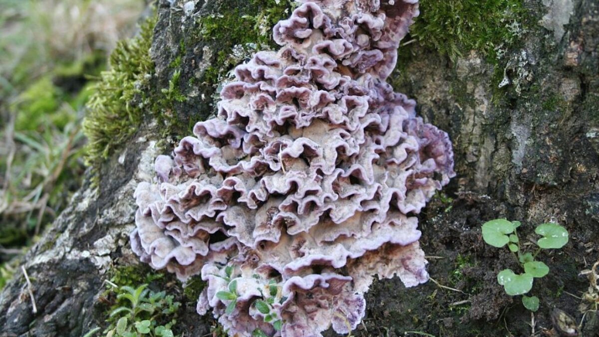 Strobilomyces