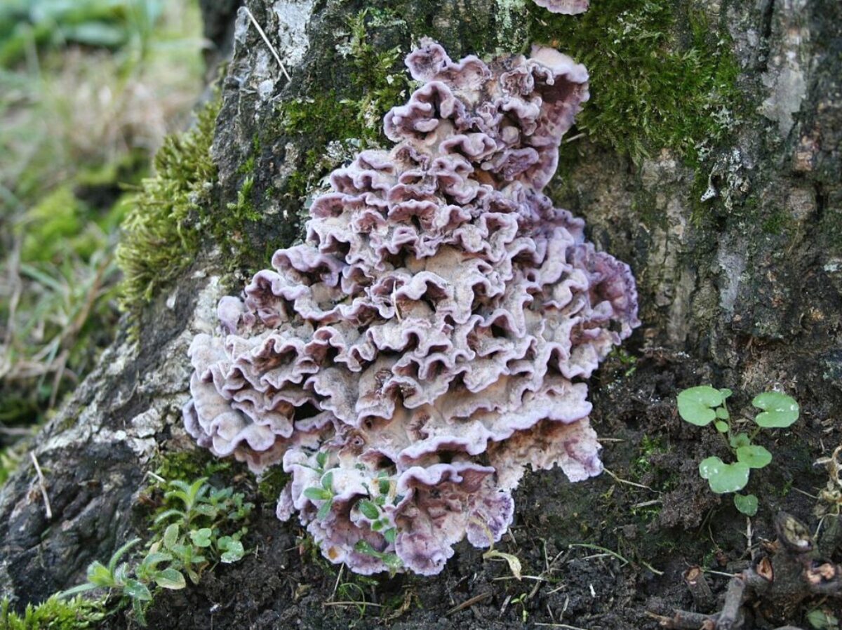 Strobilomyces