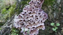 Strobilomyces