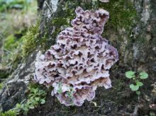 Strobilomyces