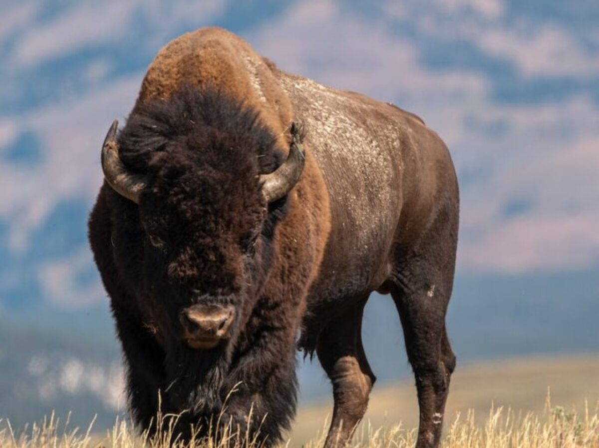 selective focus photography of brown cattle on brown field