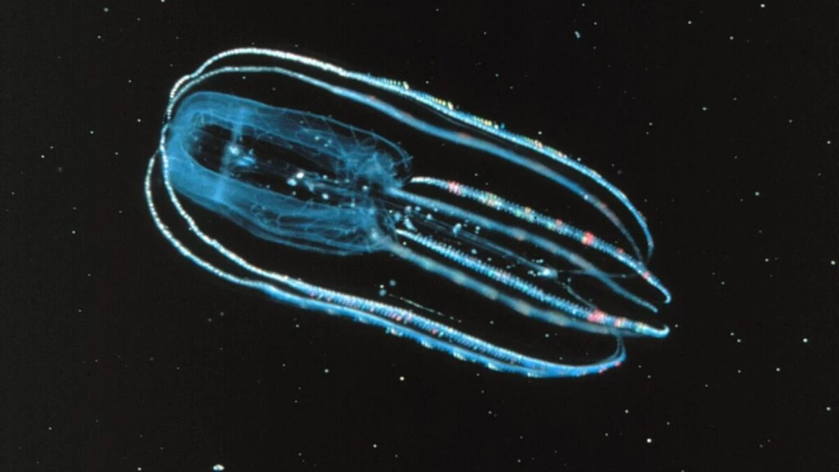 OAR/National Undersea Research Program (NURP)