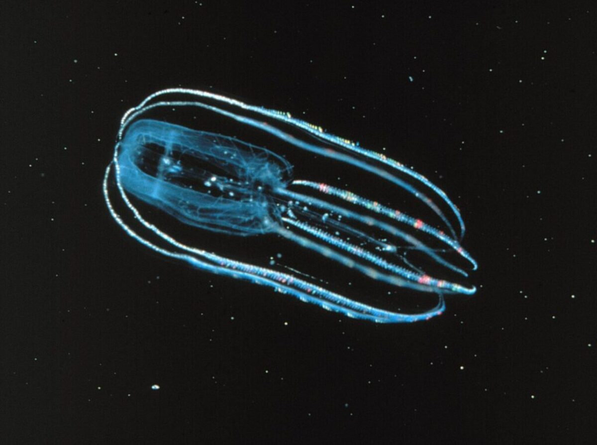 OAR/National Undersea Research Program (NURP)