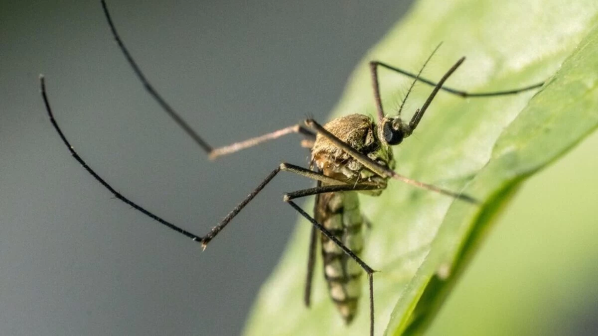 Close Up Photo of a Mosquito