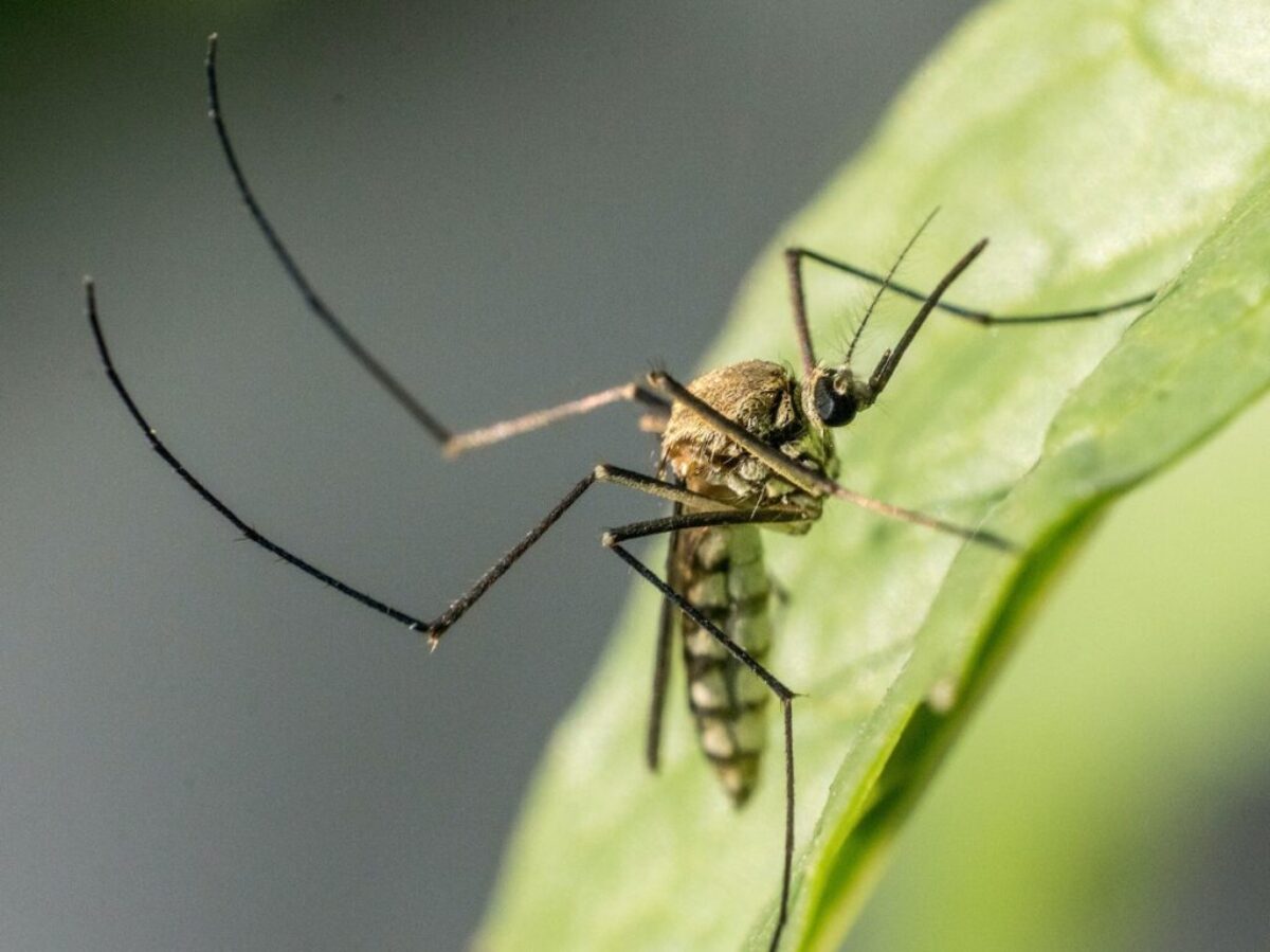 Close Up Photo of a Mosquito