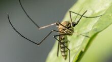 Close Up Photo of a Mosquito