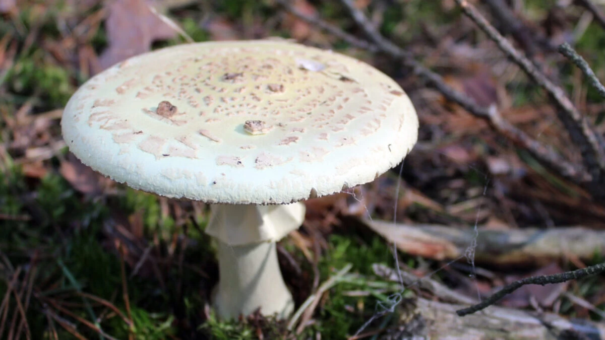 Amanita Phalloides - Death Cap