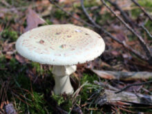 Amanita Phalloides - Death Cap