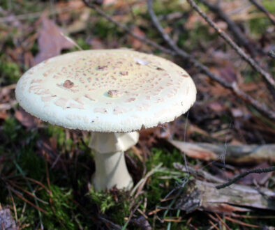 Amanita Phalloides - Death Cap