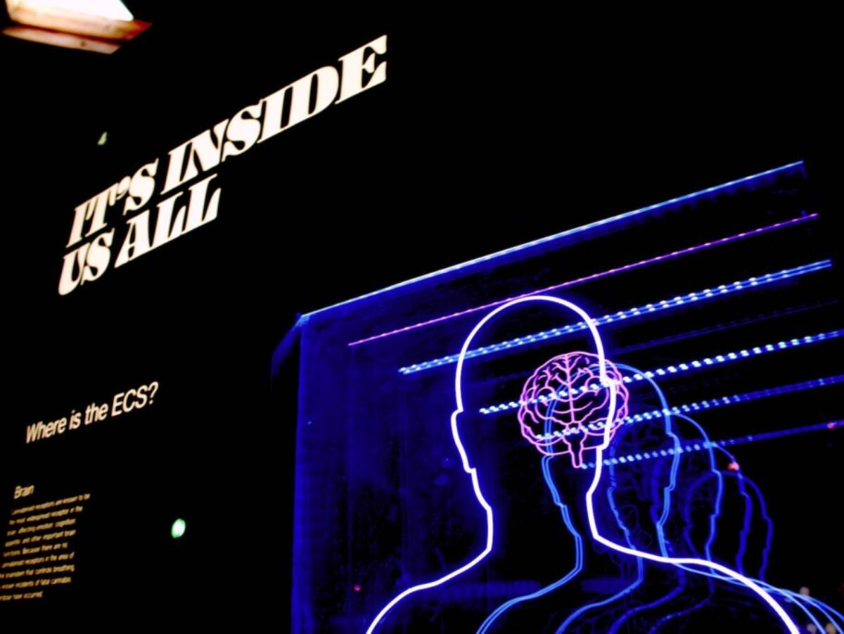 a neon display of a man's head and brain