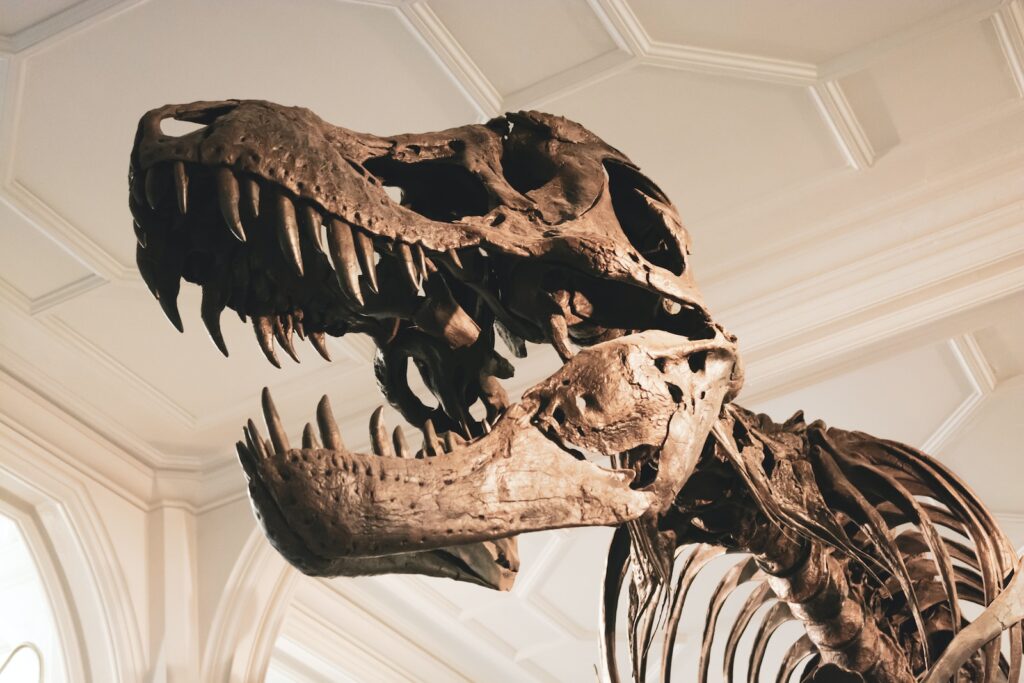 - Techsvět dinosaur skeleton