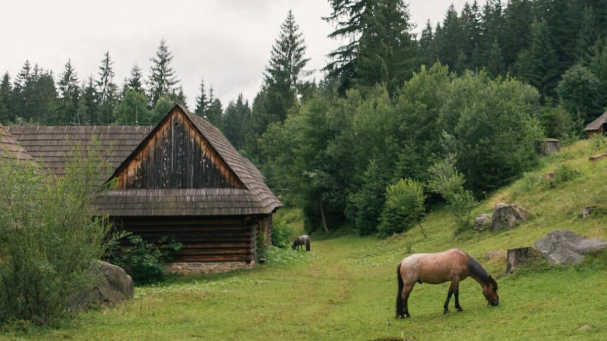 brown horse eating grass on green grass field during daytime