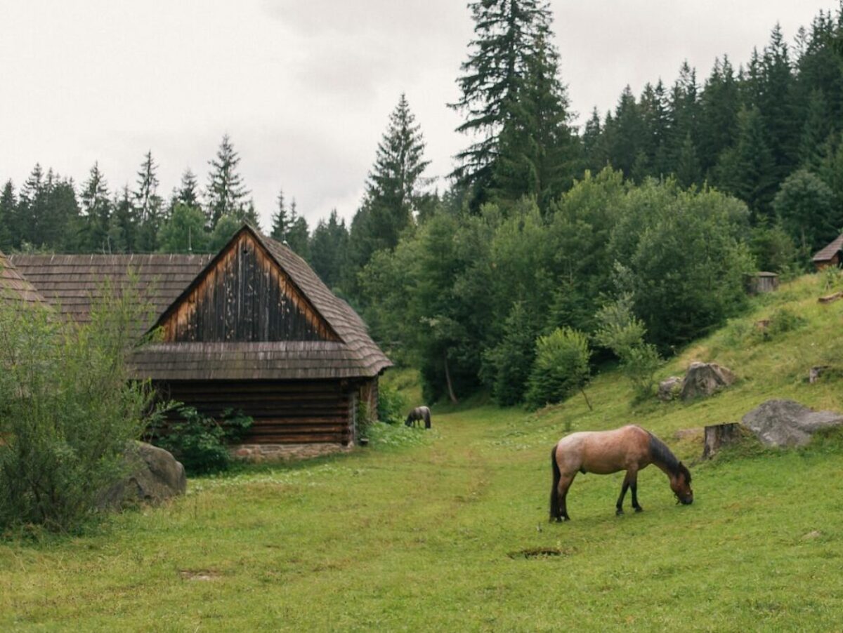 brown horse eating grass on green grass field during daytime