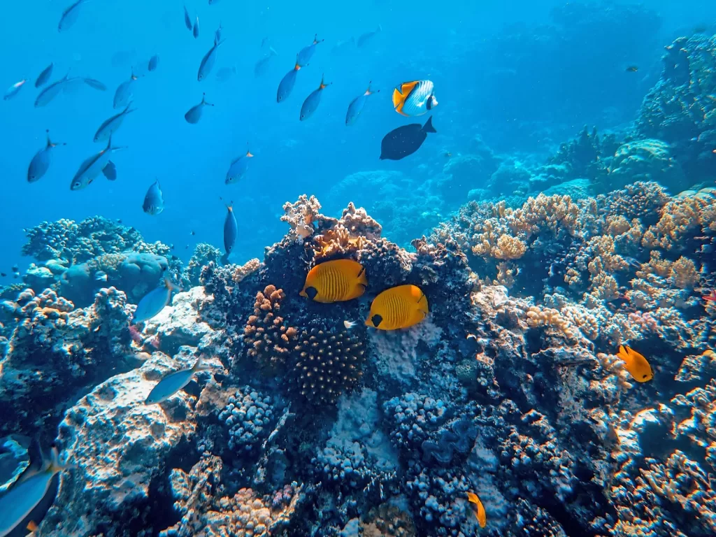 school of fish beside coral ]