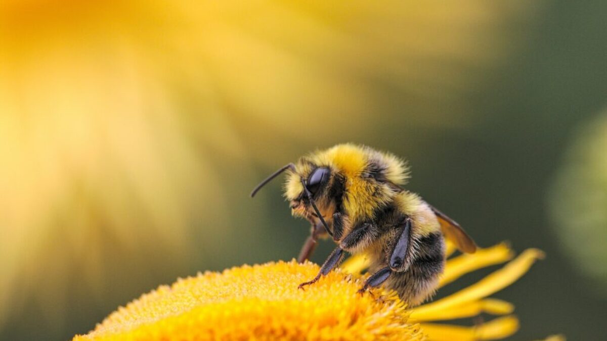 honeybee perching on yellow flower