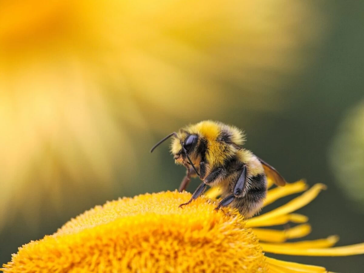 honeybee perching on yellow flower