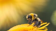 honeybee perching on yellow flower