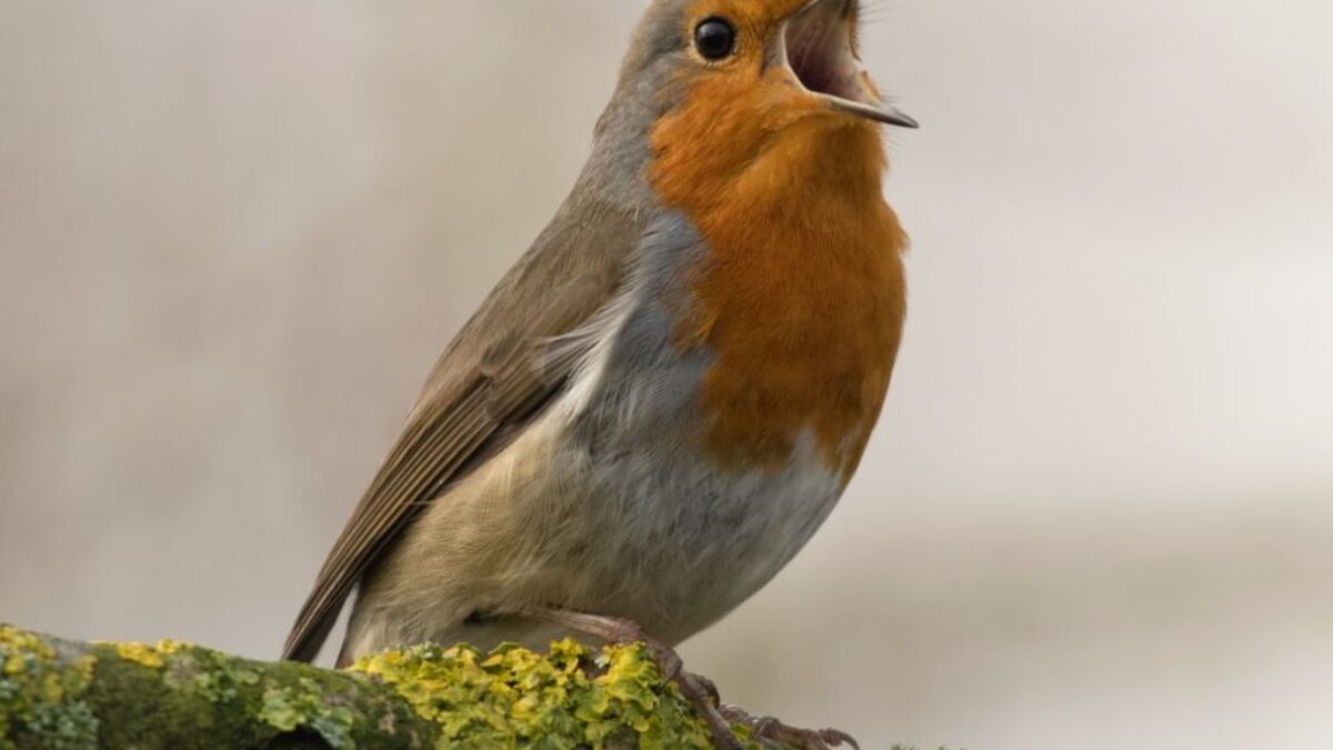 bird singing on tree