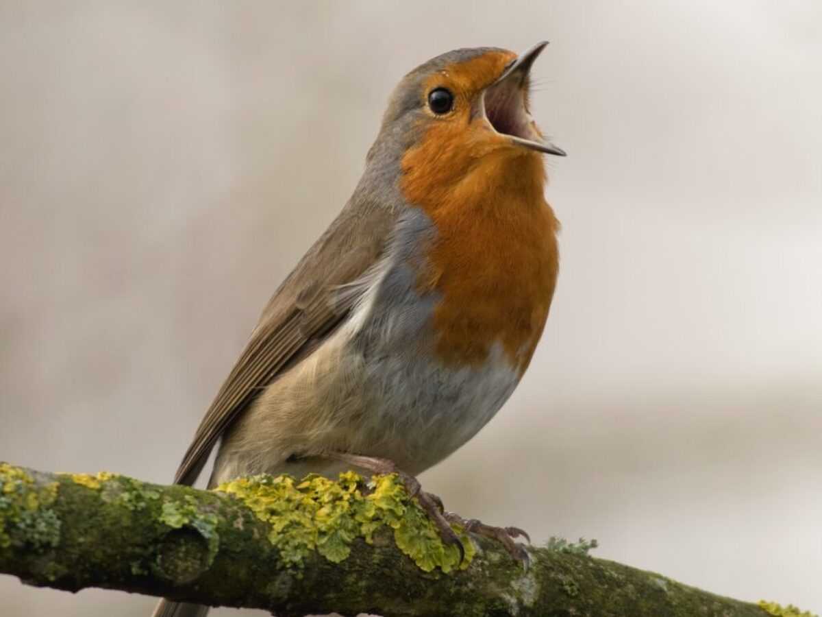 bird singing on tree