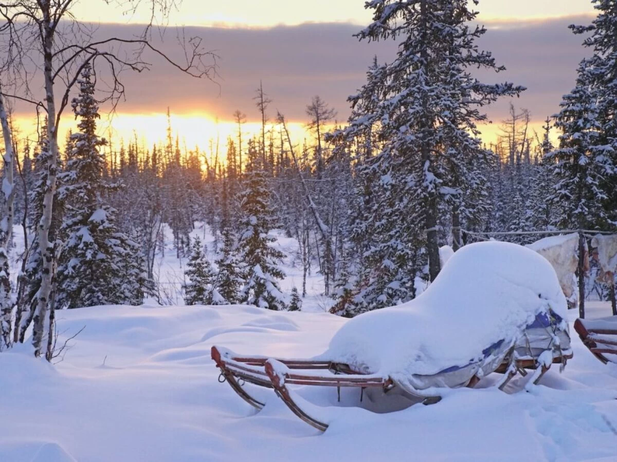 snow covered trees during sunset