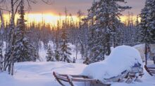 snow covered trees during sunset