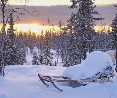 snow covered trees during sunset