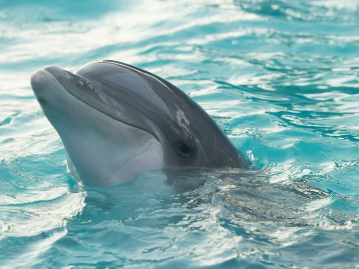 dolphin in body of water