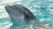 dolphin in body of water